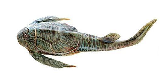 (胴甲鱼)胴甲鱼是志留纪"盾皮鱼类"的代表,它们已经有了类似今天鱼类