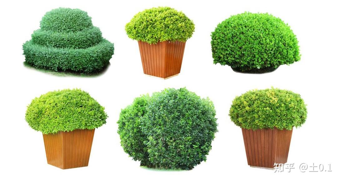 绿植租赁租摆价格