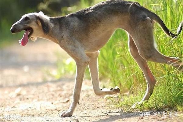 “山东细犬”——真正的华夏名狗,养过的都欲罢不能! - 知乎