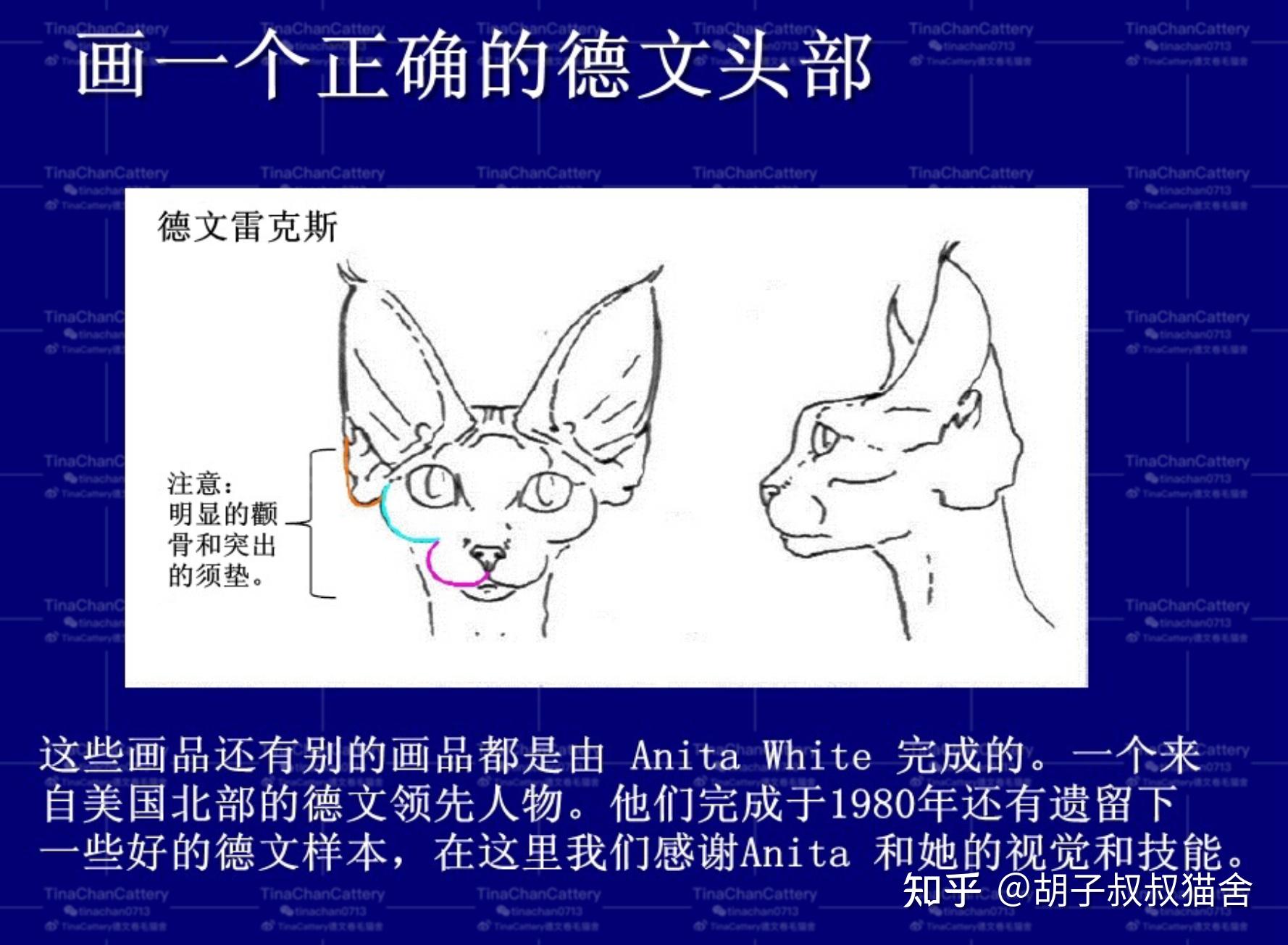 德文卷毛猫欧版好还是美版好 - 知乎