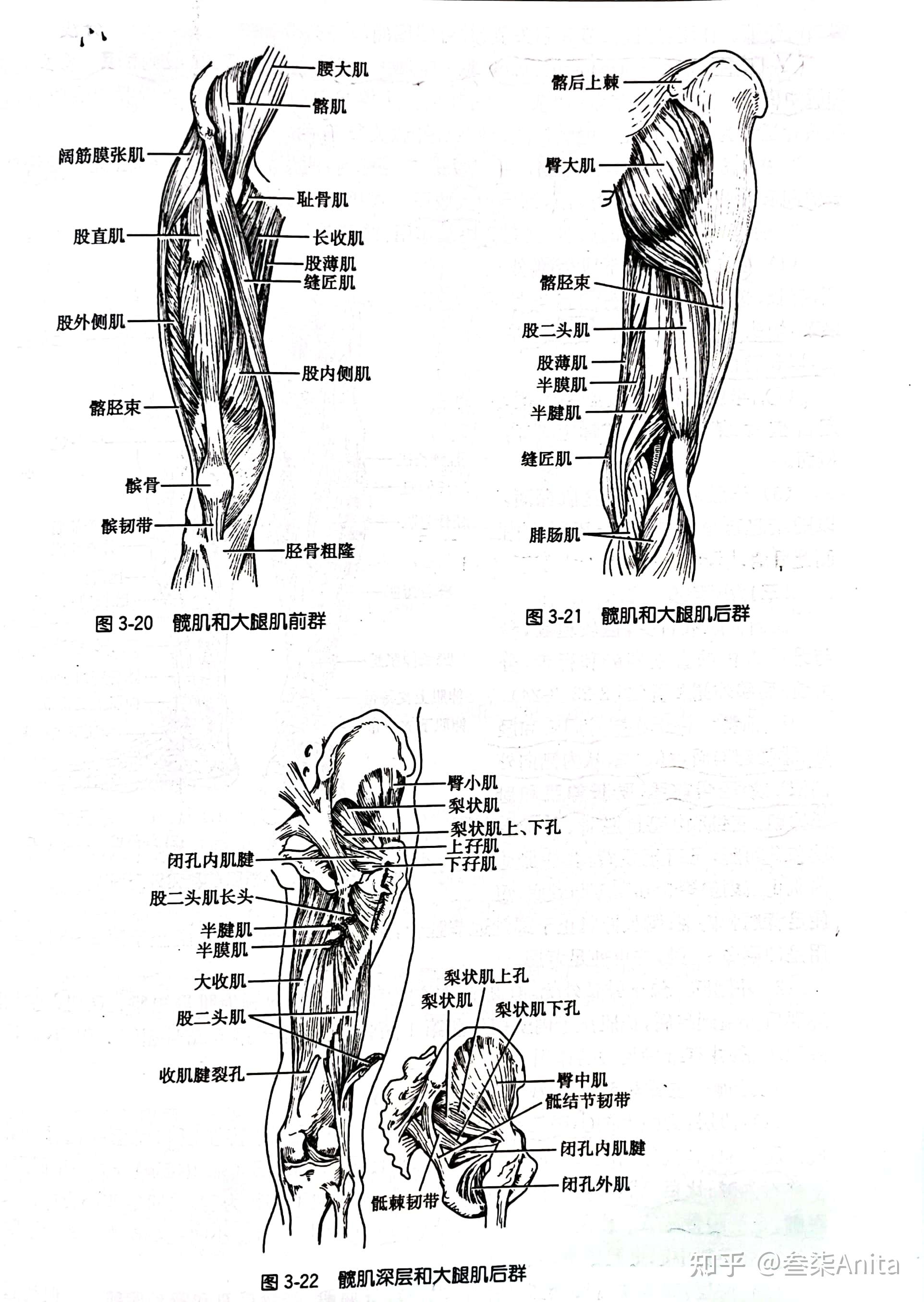 膝盖肌肉结构图解剖图图片