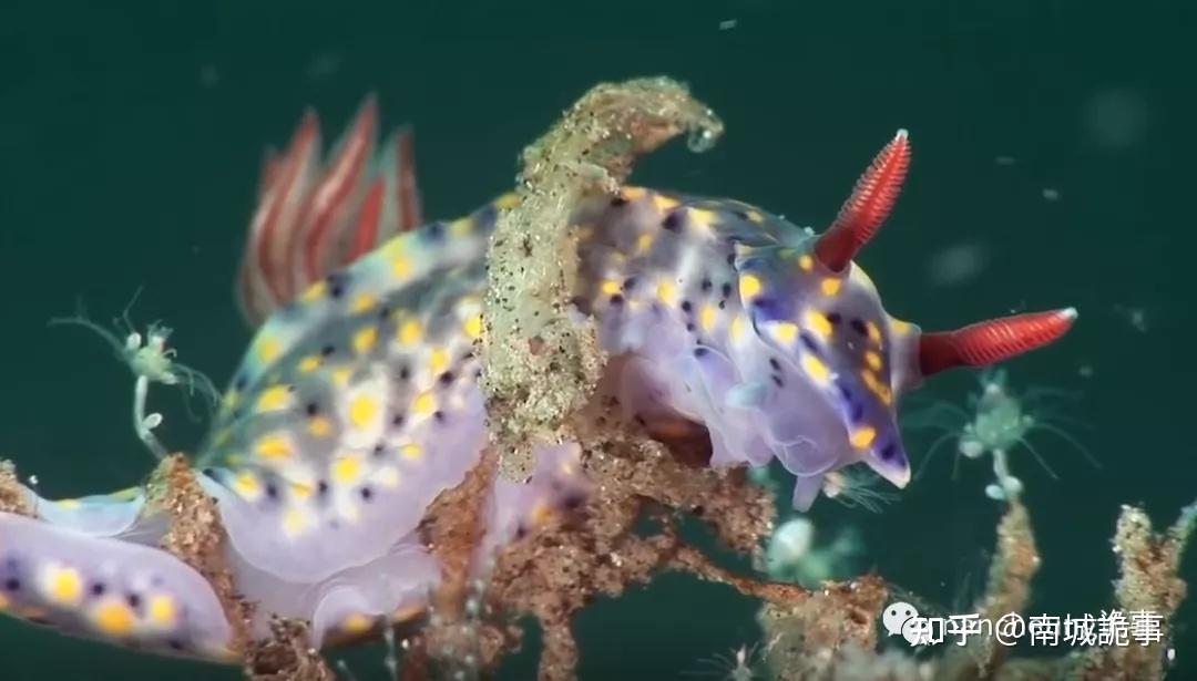 第三十八期深海幽灵最梦幻的海底生物