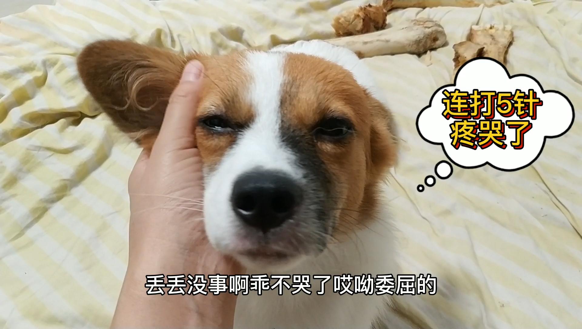 小奶狗被3只大狗围殴委屈的像个孩子竟躲起来哭泣这狗成精了