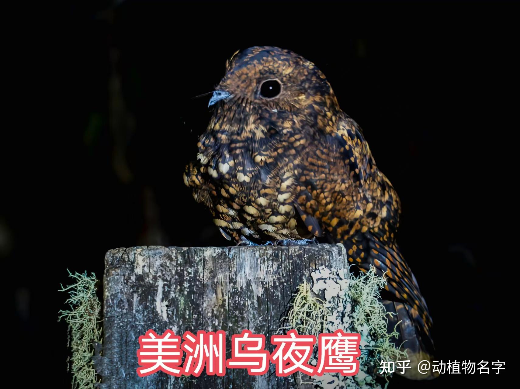 89图带你走进夜鹰目鸟类的世界 - 知乎
