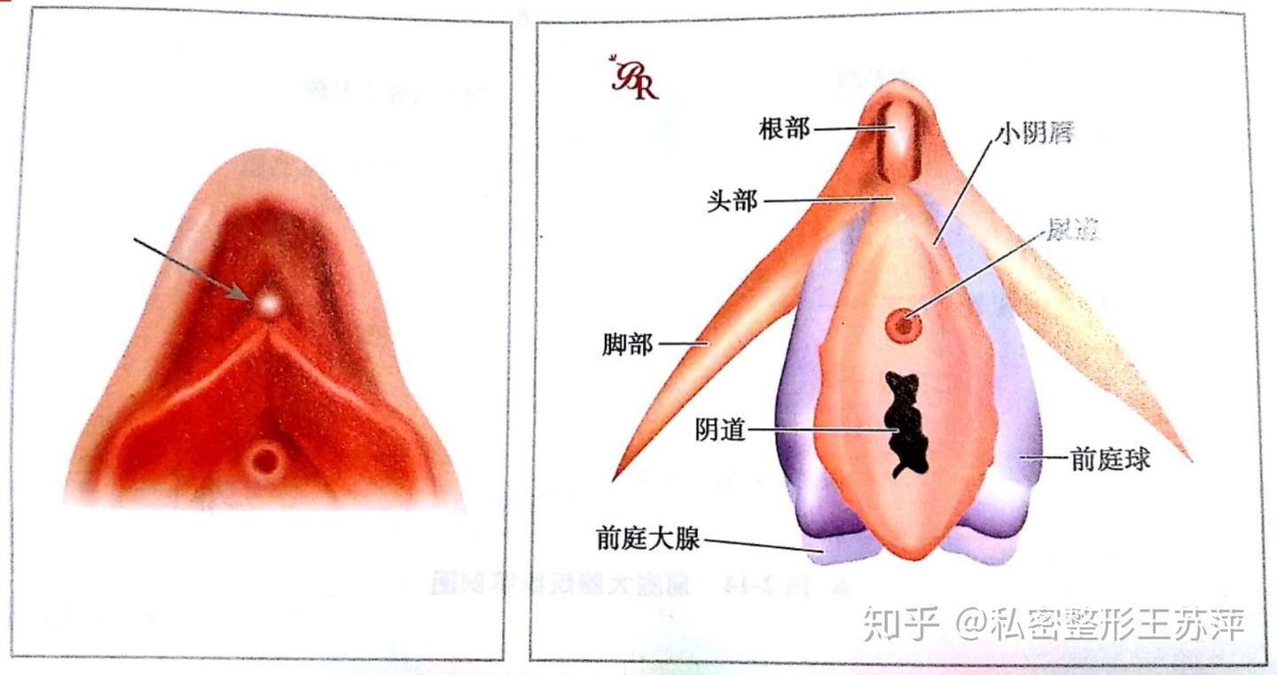 阴蒂 什么是阴蒂？阴蒂在性生活中起什么作用？ - 知乎