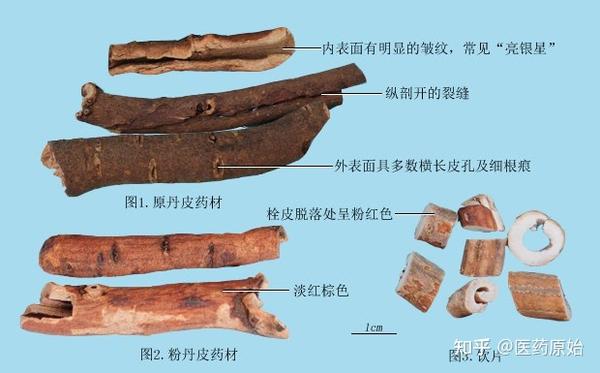 带你识别牡丹皮 - 知乎