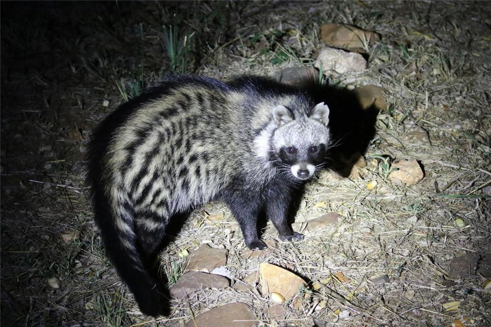 热带森林出现麝猫面如浣熊遇到敌人就炸毛狮子对它退避三舍