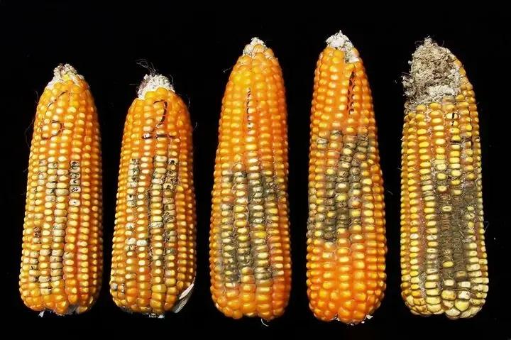 如何知道玉米被感染黄曲霉菌 知乎