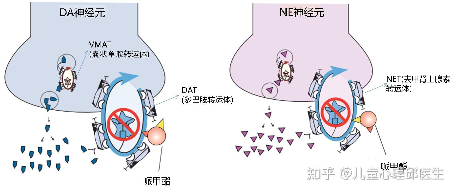 择思达(托莫西汀 atomoxetine)则是冻结net,抑制ne的再摄取,再间接