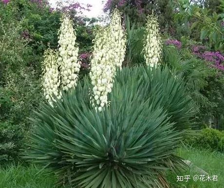 丝兰花色娇美,叶片似剑,花香浓郁,是优良的庭院观赏花木 - 知乎