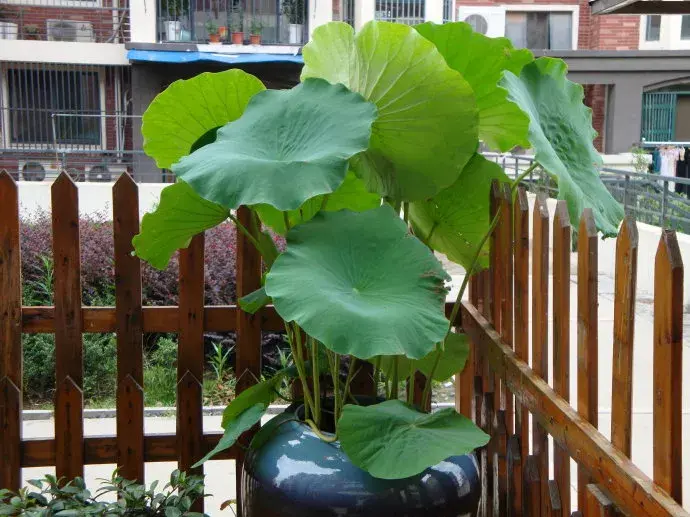 缸栽荷花的文化鉴赏与简易栽培技巧 - 知乎