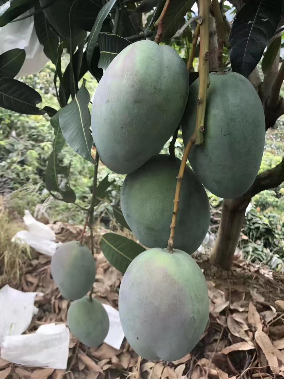 怎么这么多人吃攀枝花水果?攀枝花水果真有那么好吗?攀枝花有哪些好吃的水果?一文详细解答攀枝花水果 - 知乎