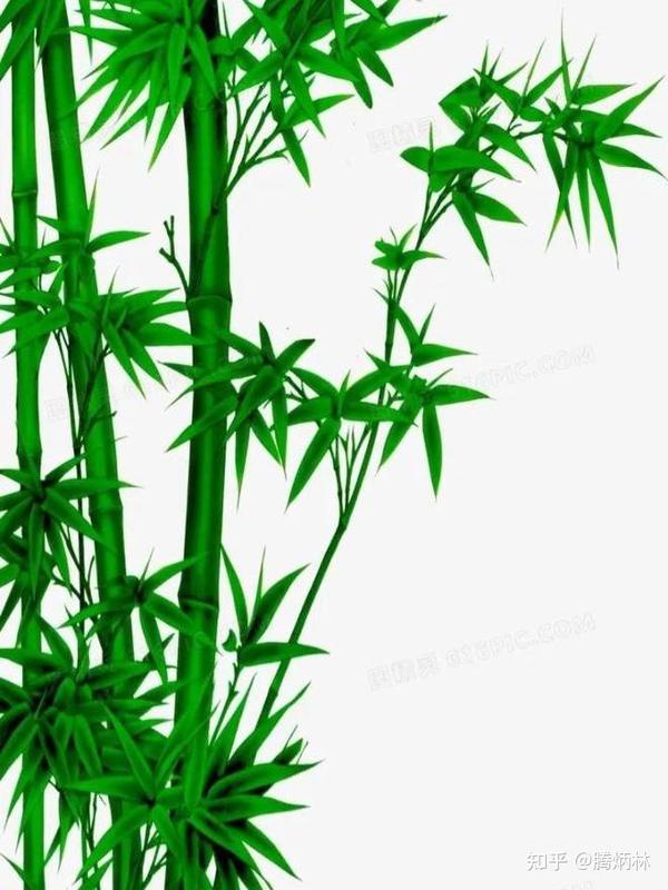 竹子有自强不息,顶天立地的精神,关于竹子的古诗句,值得收藏! - 知乎