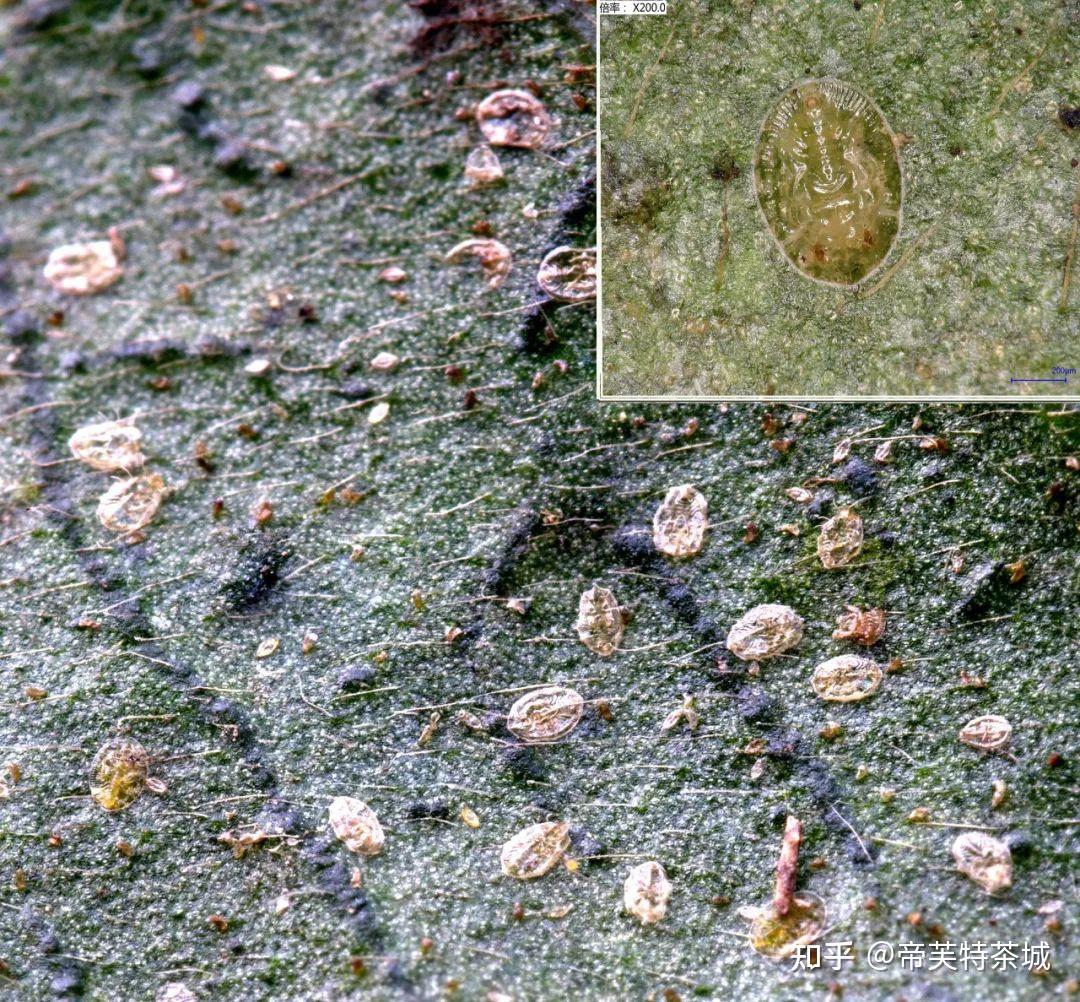 蒂芙特说茶一种茶树粉虱害虫山香圆平背粉虱