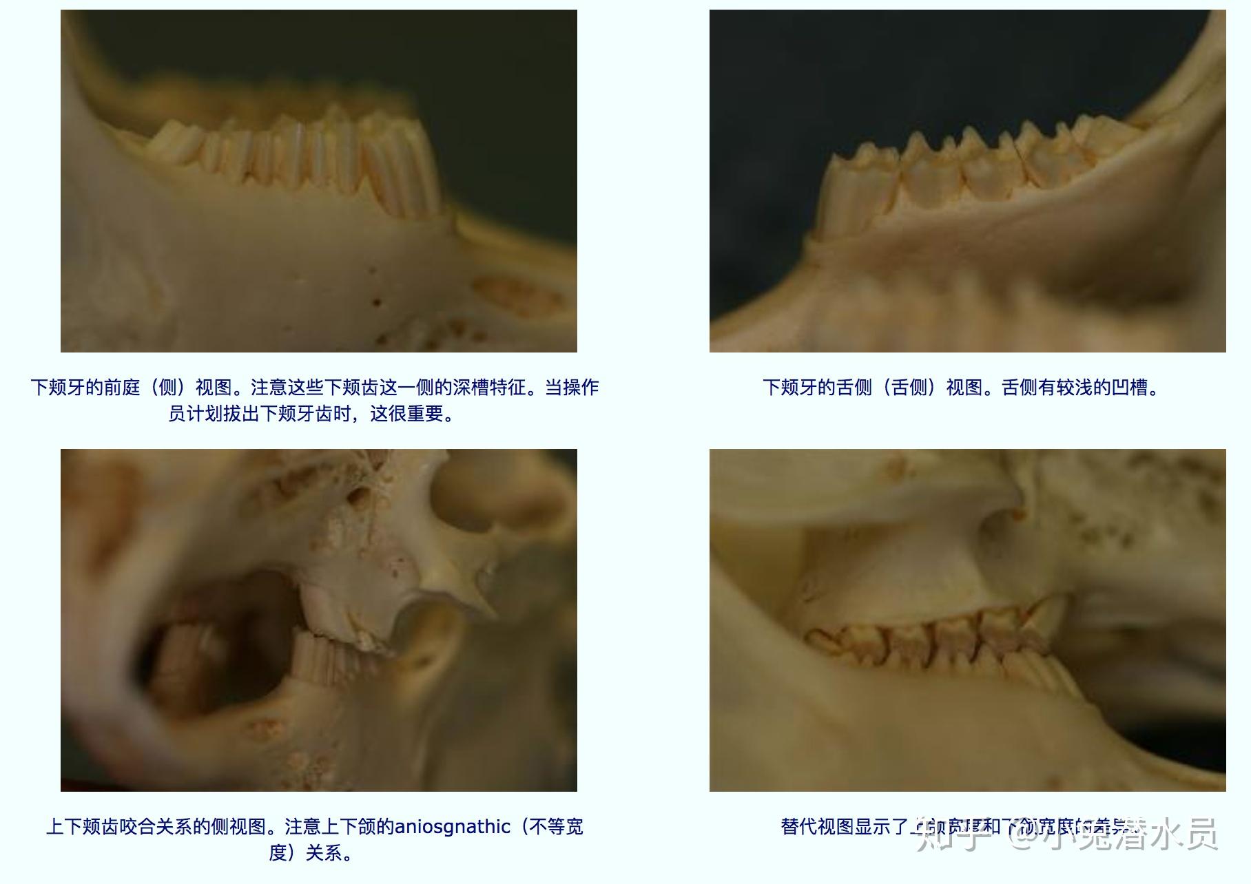 佛系动物大熊猫的牙齿成长史 - 知乎