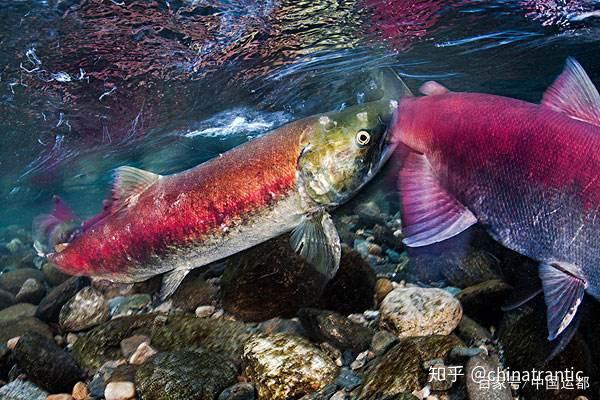 威海运都海识大洋彼岸的鱼