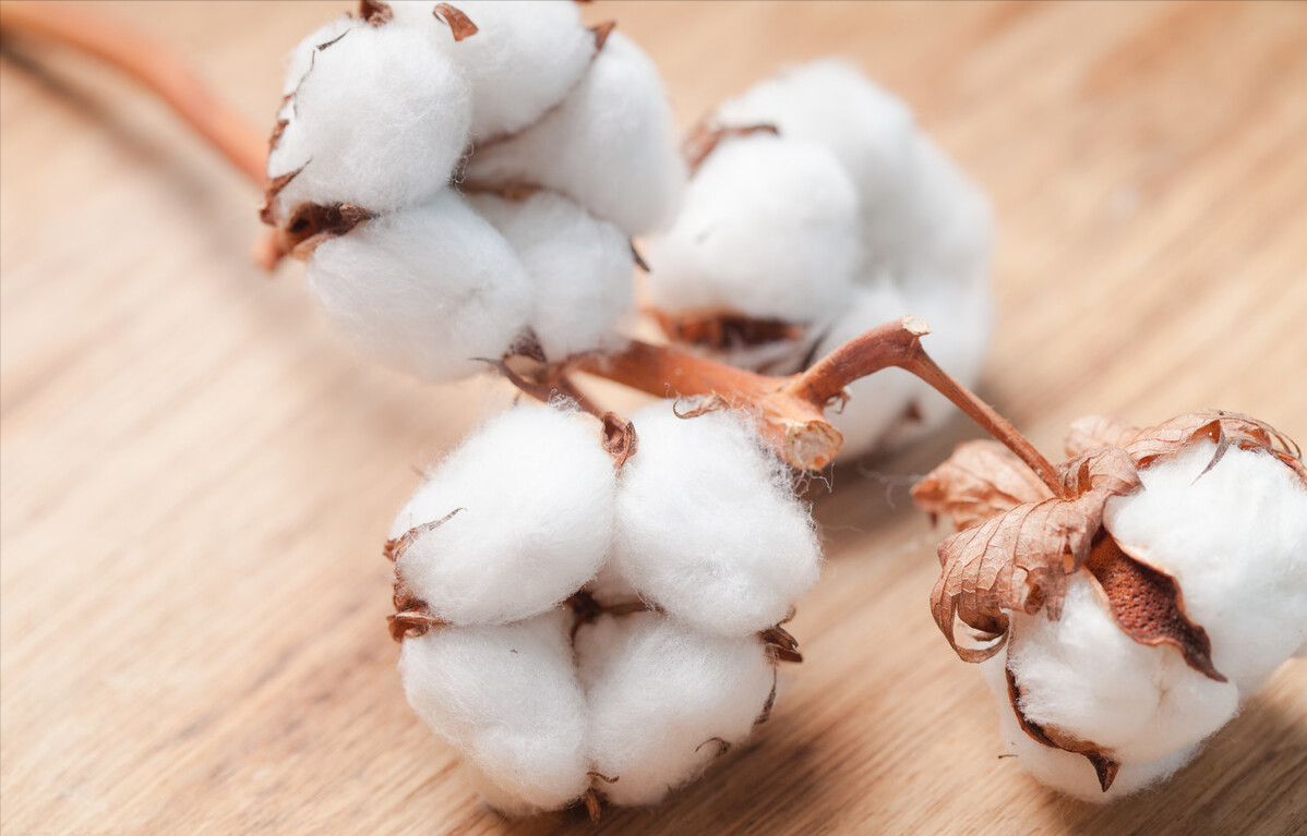 棉花事件只是中美科技竞争走入死胡同中一个插曲