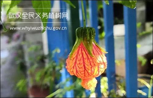 如何养好金铃花