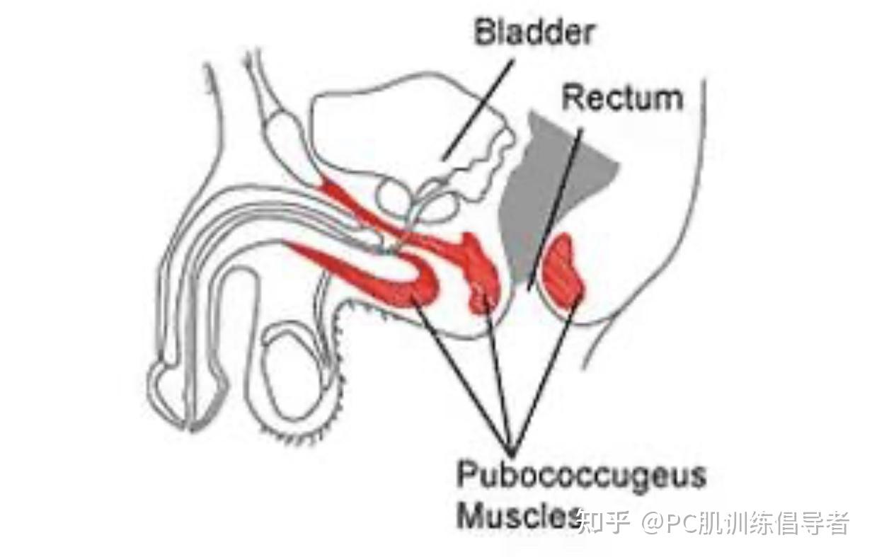 怎样进行pc肌锻炼