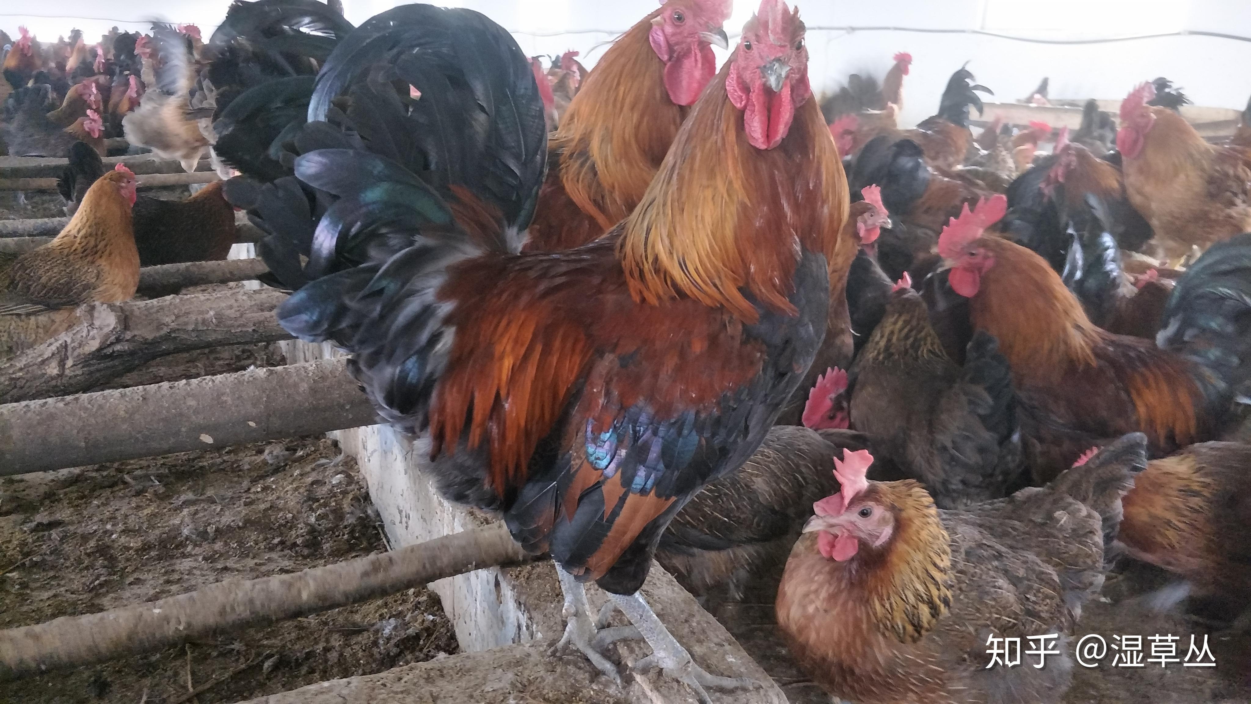 这只红羽公鸡往山上跑原来是去干件大事