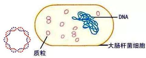 细菌结构质粒图片