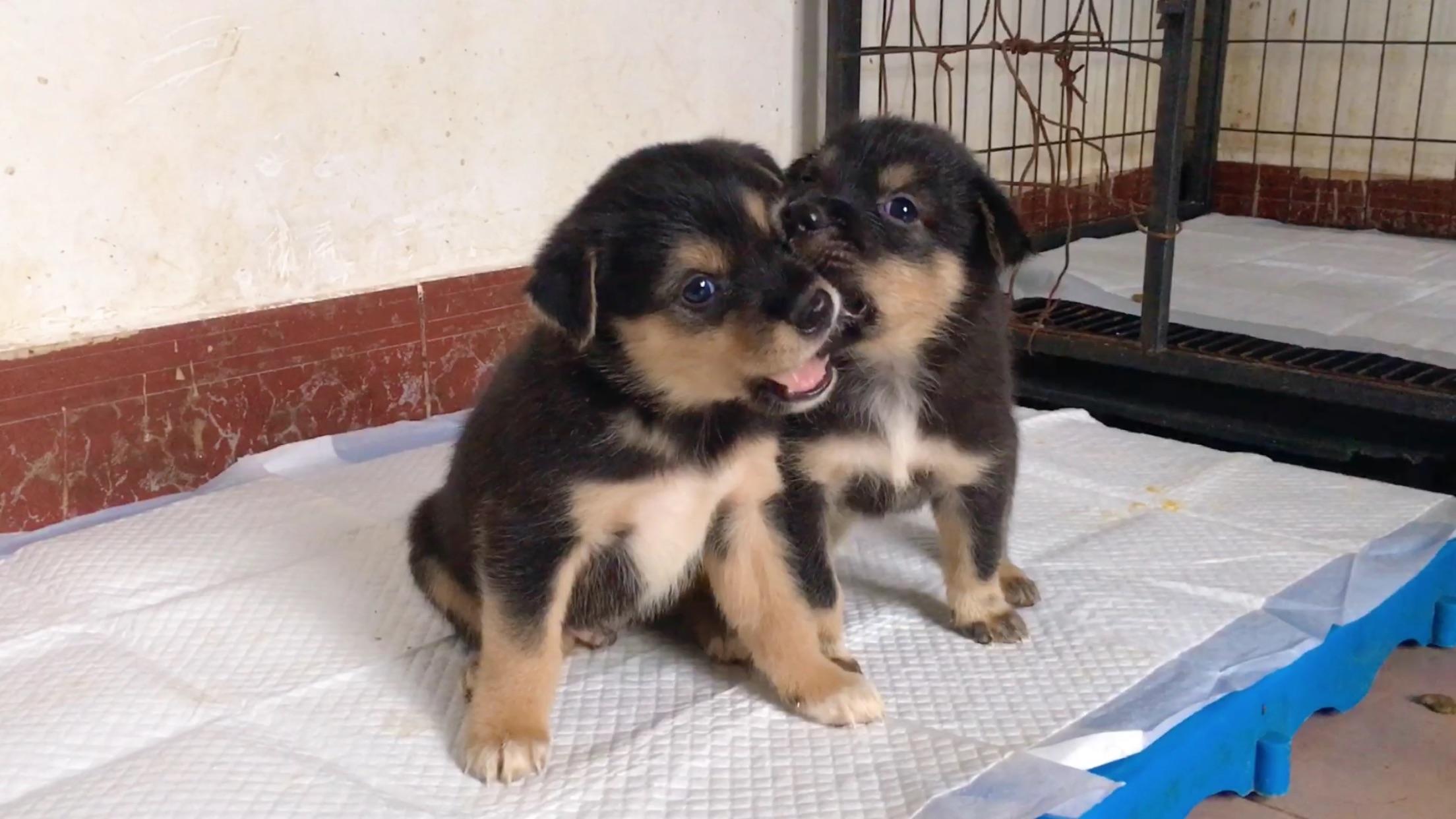 一群弹簧转世的土狗子,蹦蹦跳跳太可爱了,想带回家