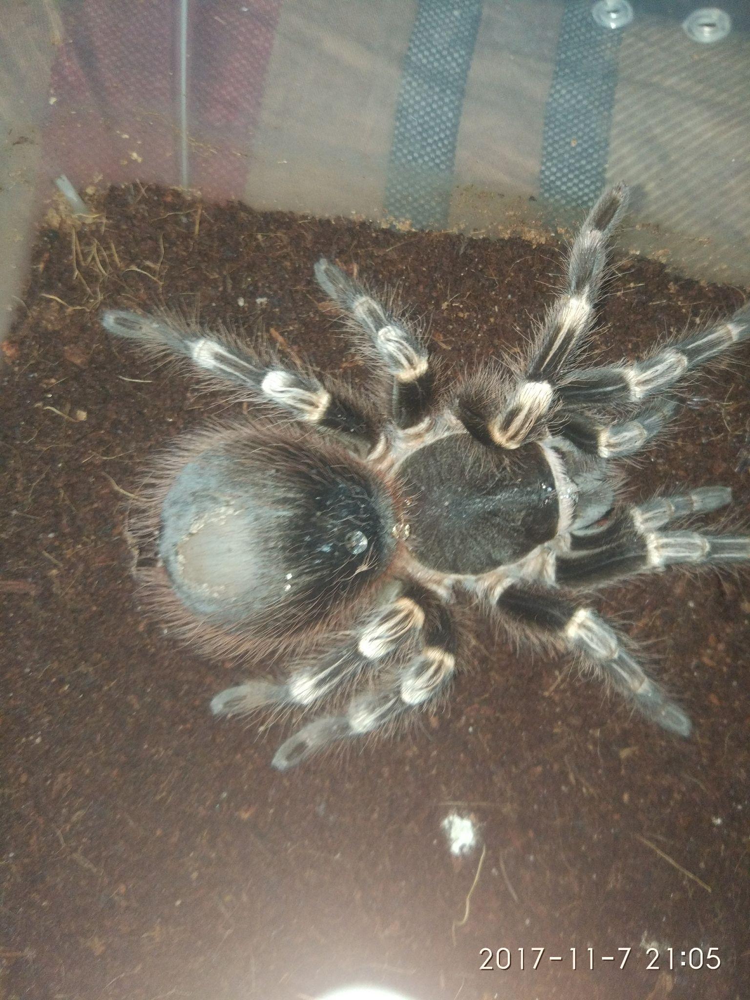 如何让自己不害怕蜘蛛 v2-7e49ea5db661306b5a8447d00c2e1073_r.jpg