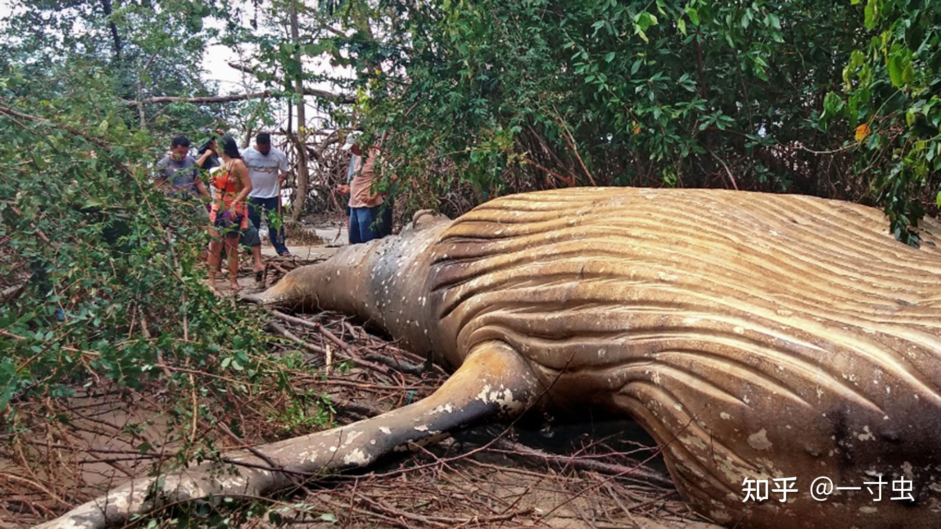 鲸尸突现大连没事别围观相比较浪漫的鲸落鲸爆到底有多恐怖