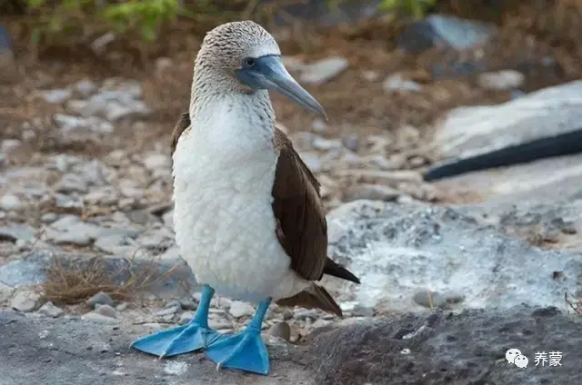 蒙知藍腳傻瓜藍腳鰹鳥