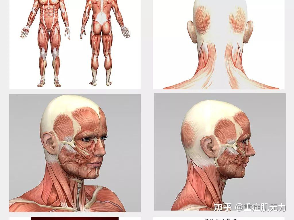 大師秘傳眼肌型重症肌無力治好秘方