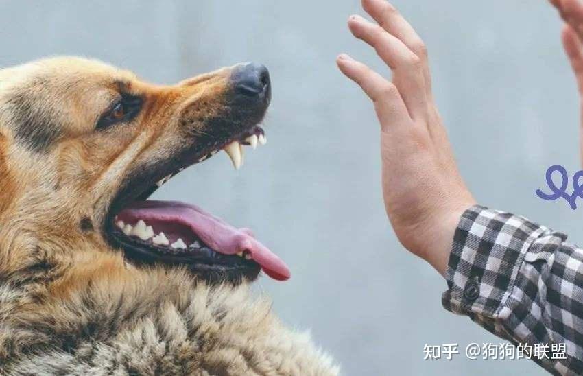 狗“真咬人”和“假咬人”,其实是有区别的