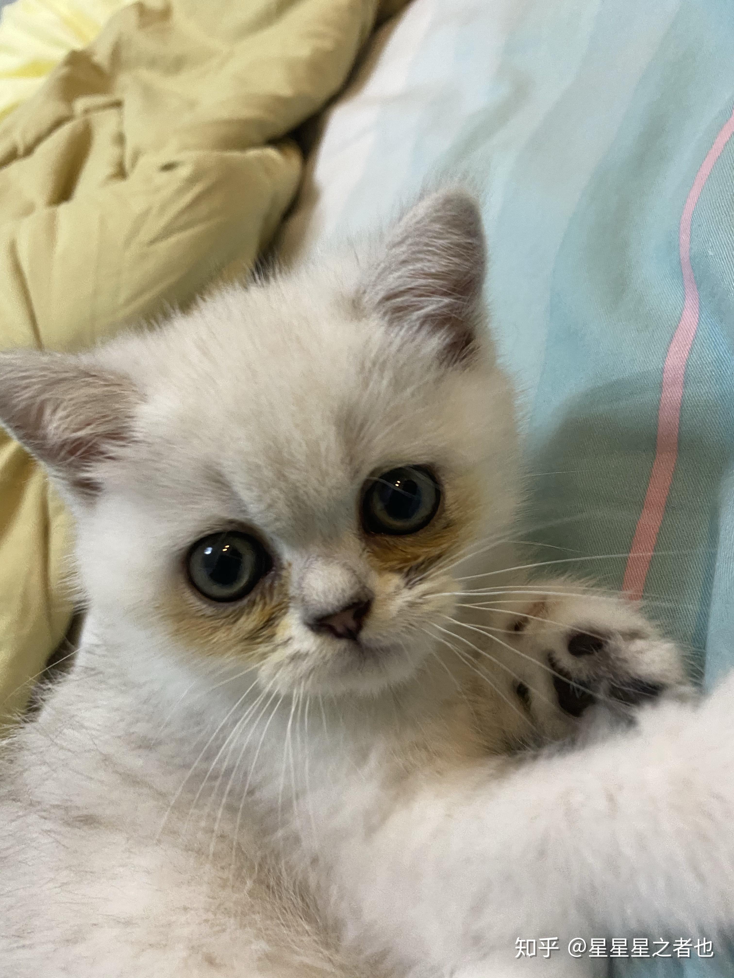 2个月不到英短银渐层泪痕很重怎么办