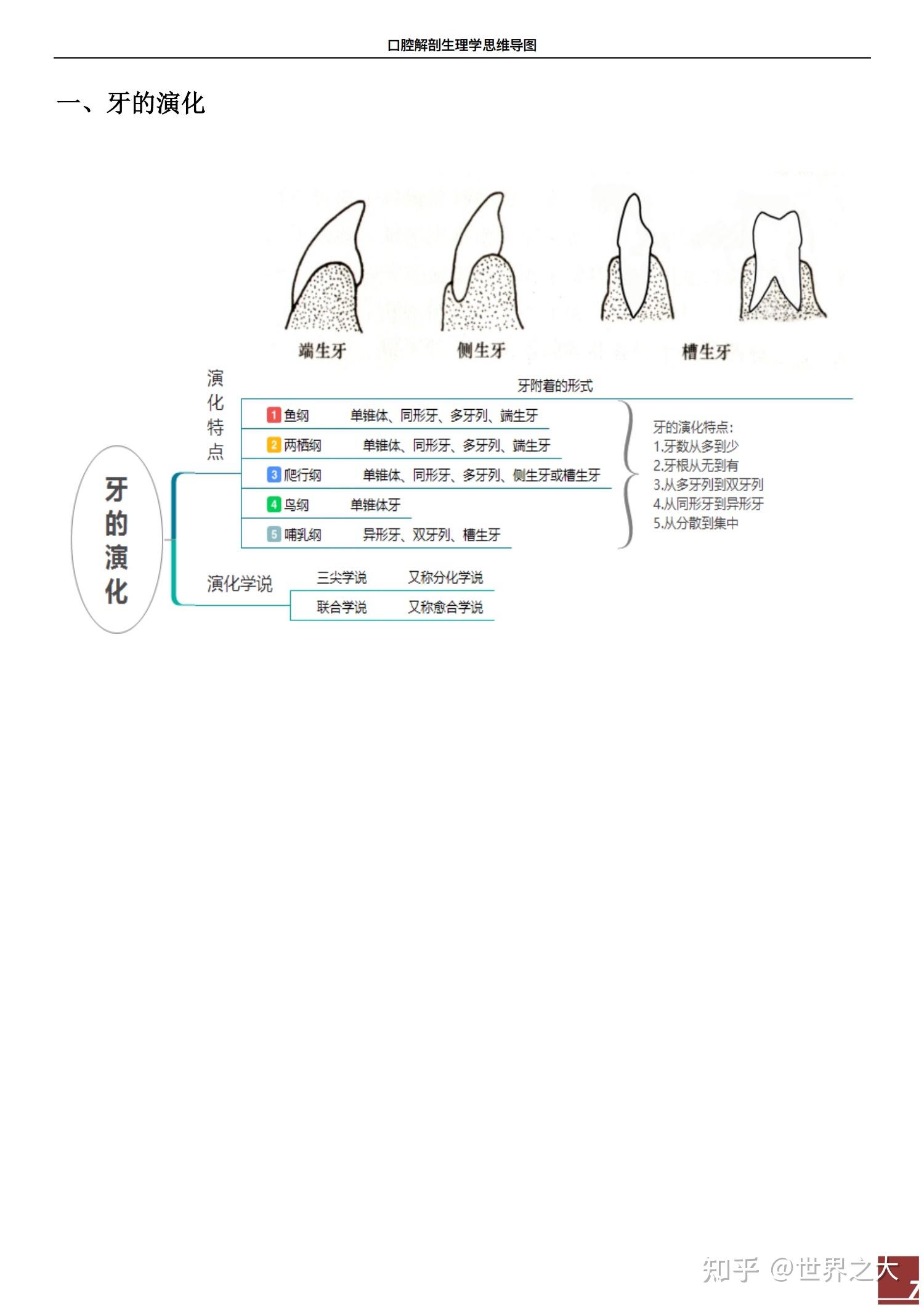 《口腔解剖生理学》思维导图 - 知乎