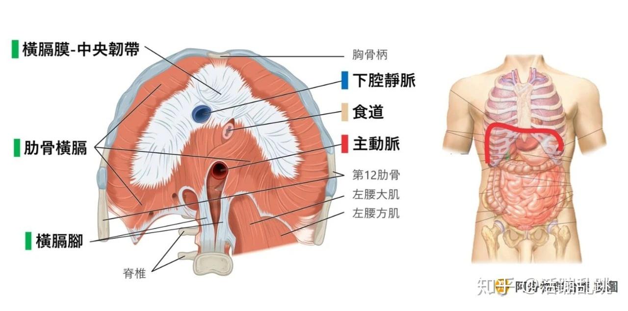 中央韧带/central tendon横膈脚 /cural diaphragm肋骨横膈 /costal
