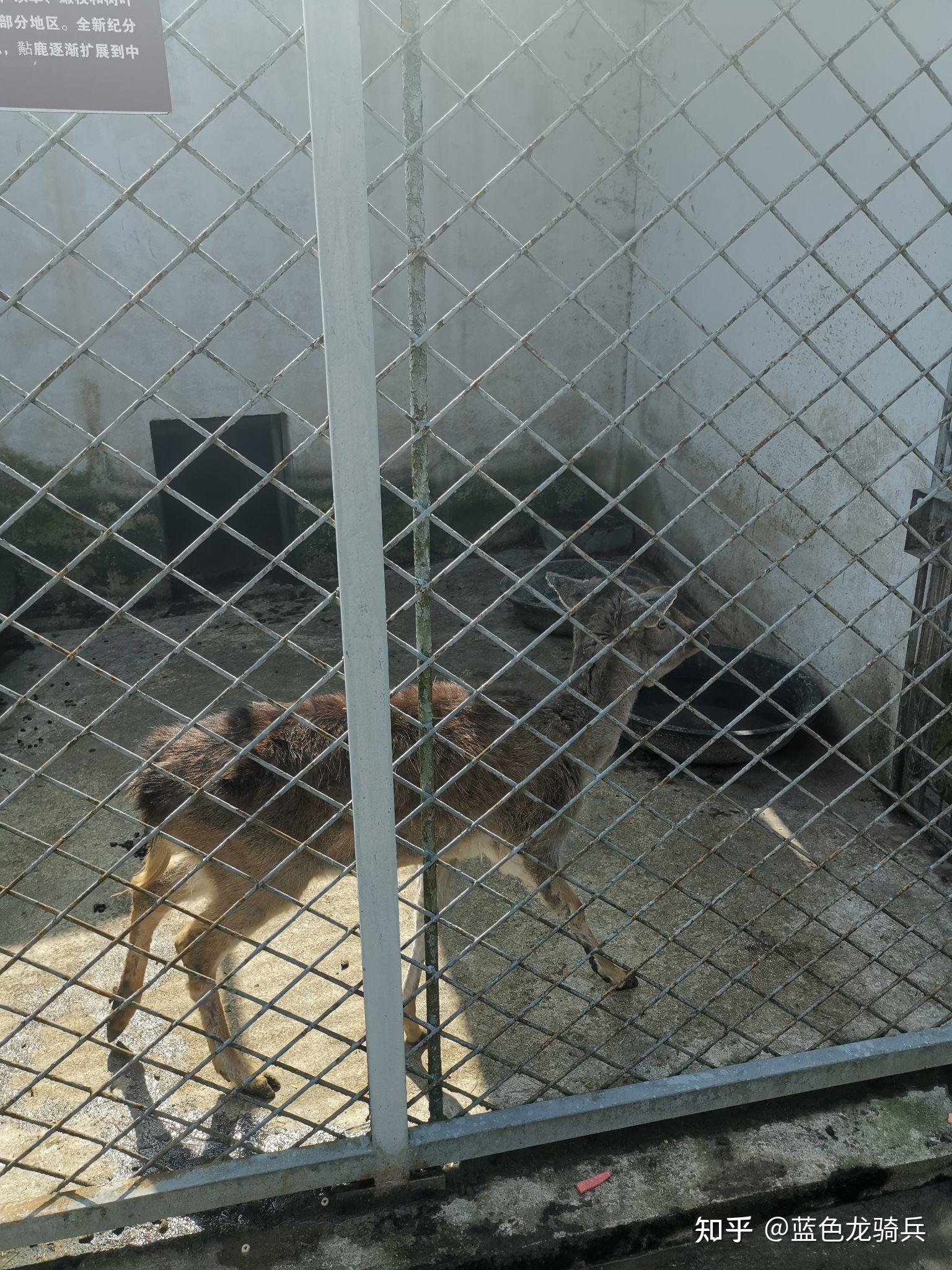 世界上最业余的动物园凯里动物园