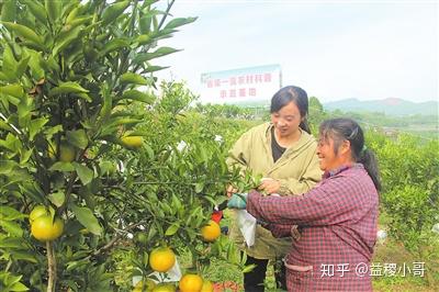 春见柑橘种植技术视频播放教程(春见柑桔的优缺点)