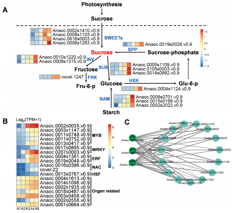 代谢组+转录组分析为腰果树果实发育成熟过程中代谢网络提供见解 - 知乎