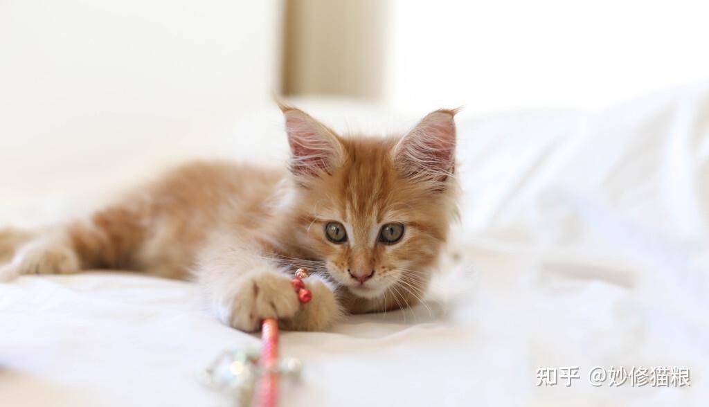 科普:养猫对人有这10个好处,难怪那么多人喜欢养猫 - 知乎