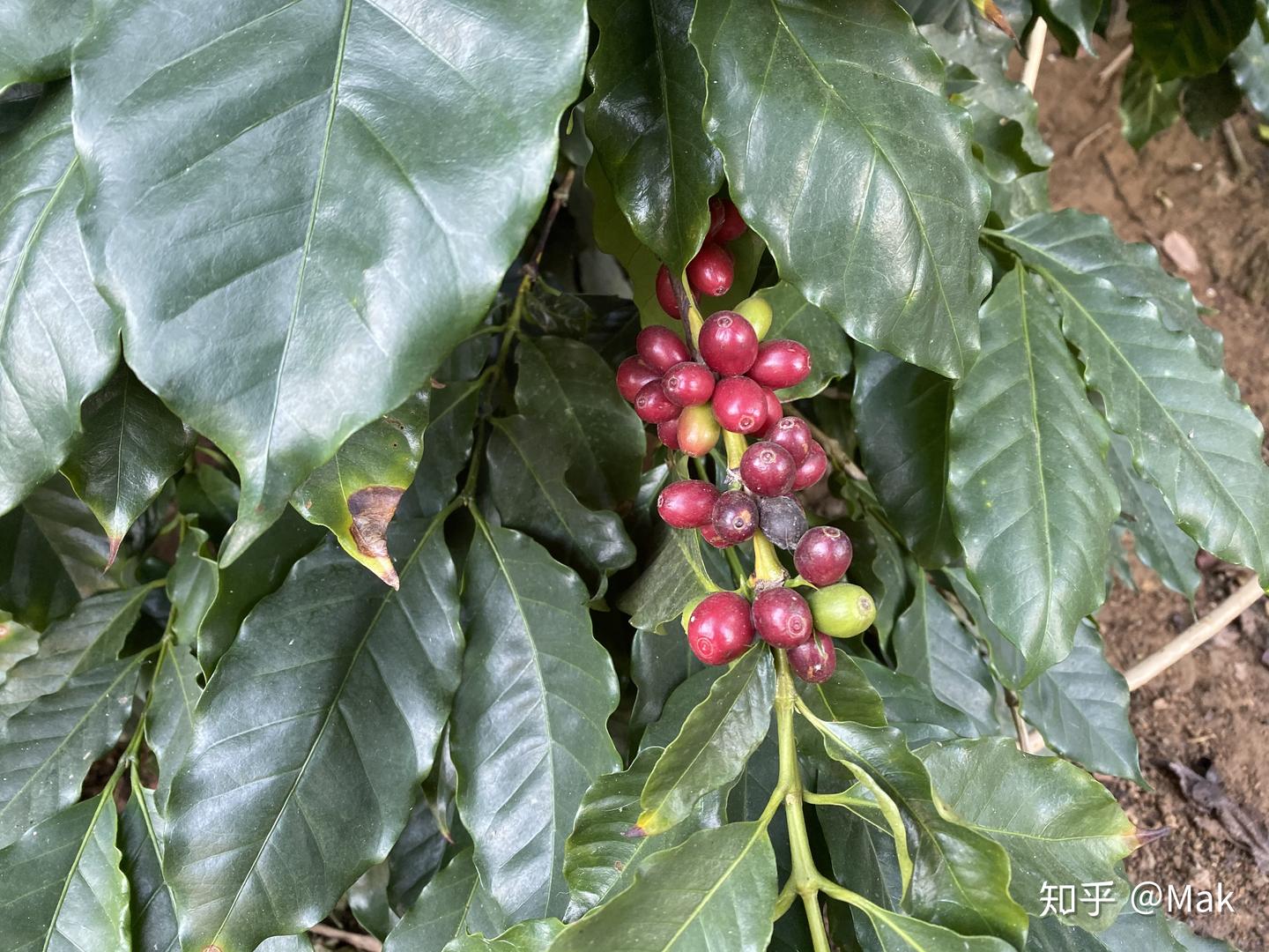 咖啡的生长需要怎样的环境？ - 知乎
