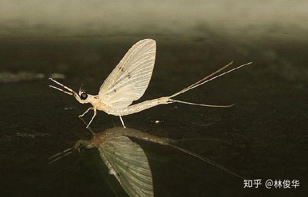 枕草子第41段虫补遗