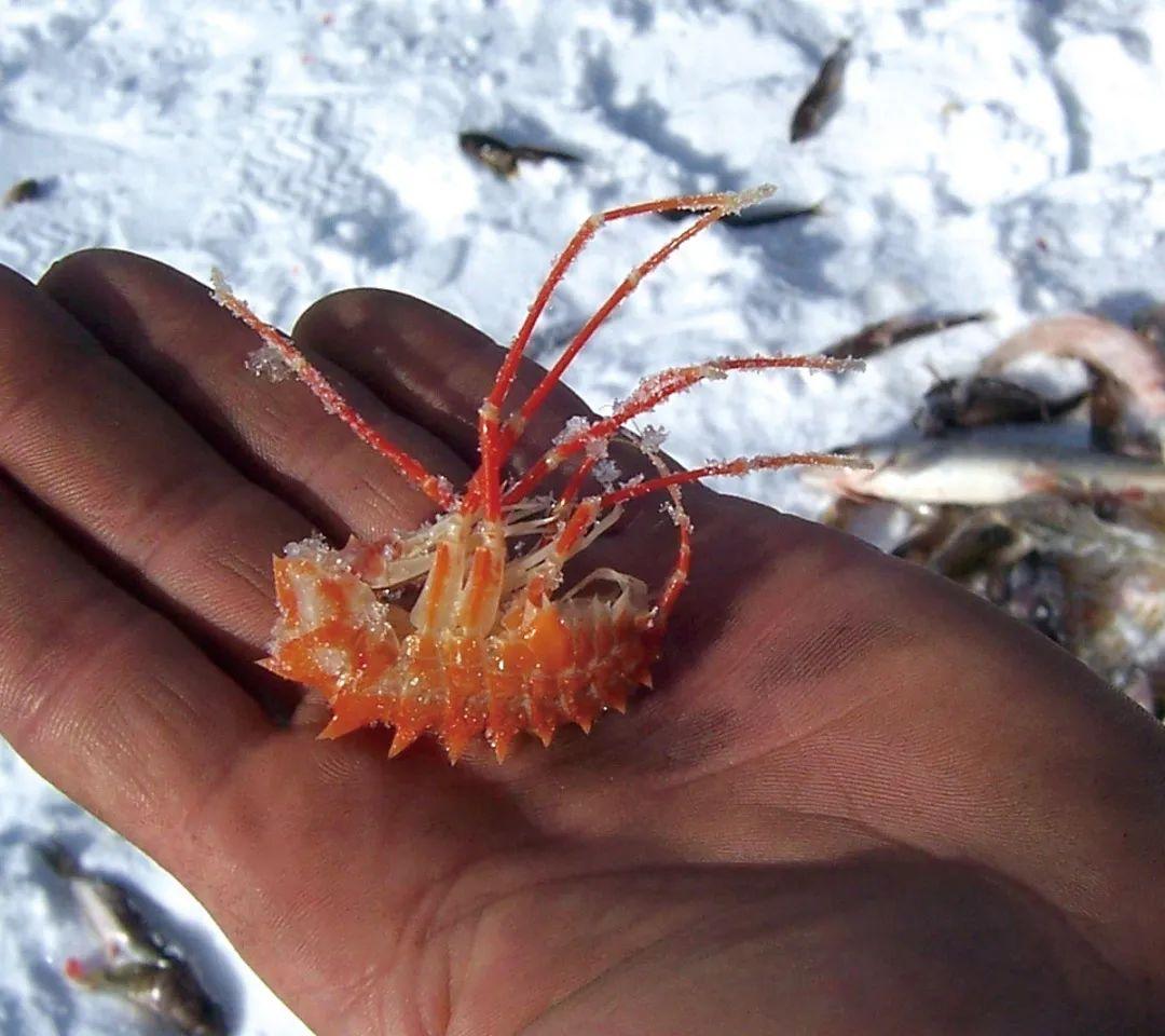 贝加尔湖当地主要经济鱼种是贝加尔白鲑(又称奥木尔鱼),放在炭火上熏