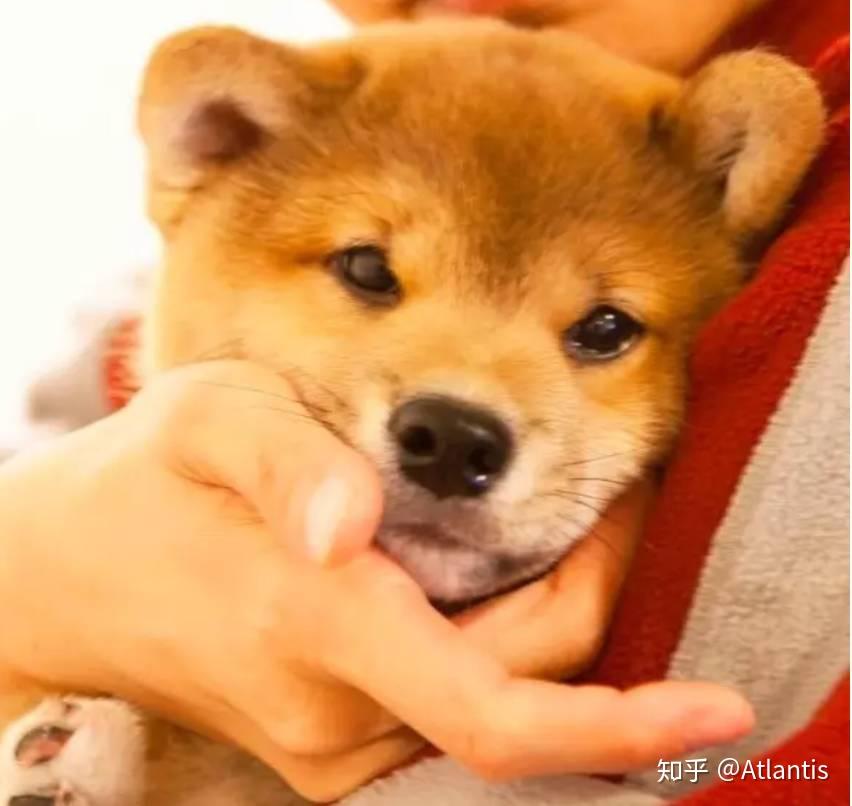 喝水都会笑的柴犬用笑容治愈了无数人