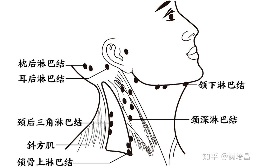 头部淋巴分布图片