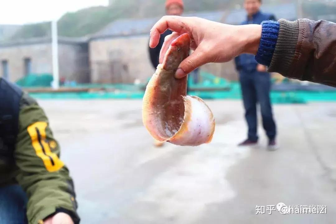 东海海鱼大全|东海经常能捕到的食用鱼,你都认识吗? - 知乎