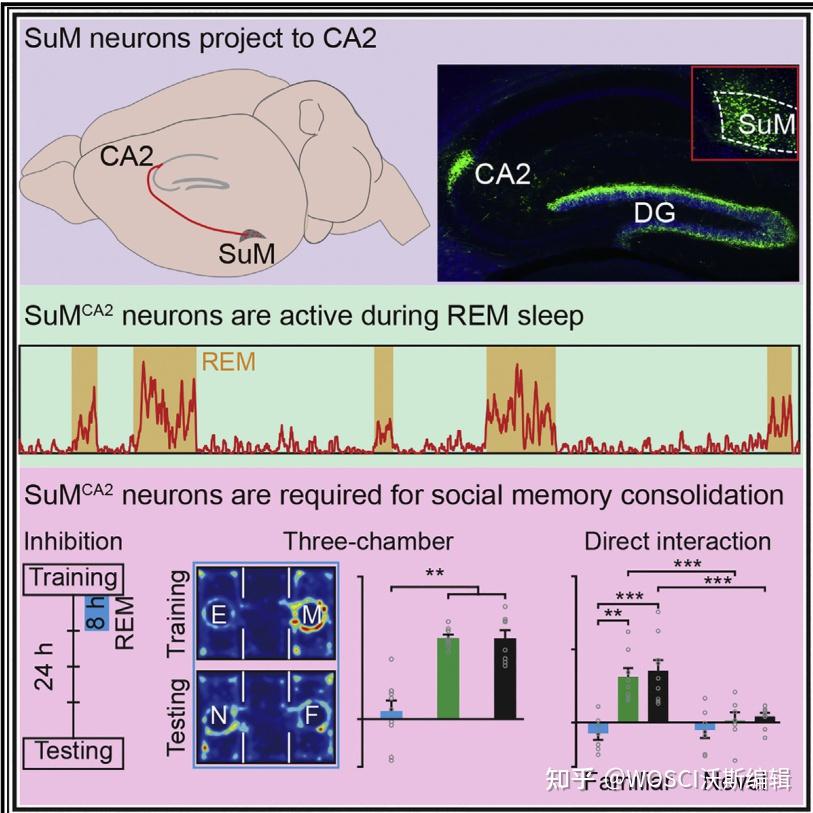 Neuron | 再取进展！陆军军医大学发现社会记忆巩固的潜在神经回路 - 知乎