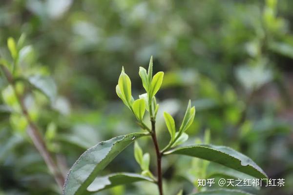 茶树“姿色”，你解几分？ - 知乎