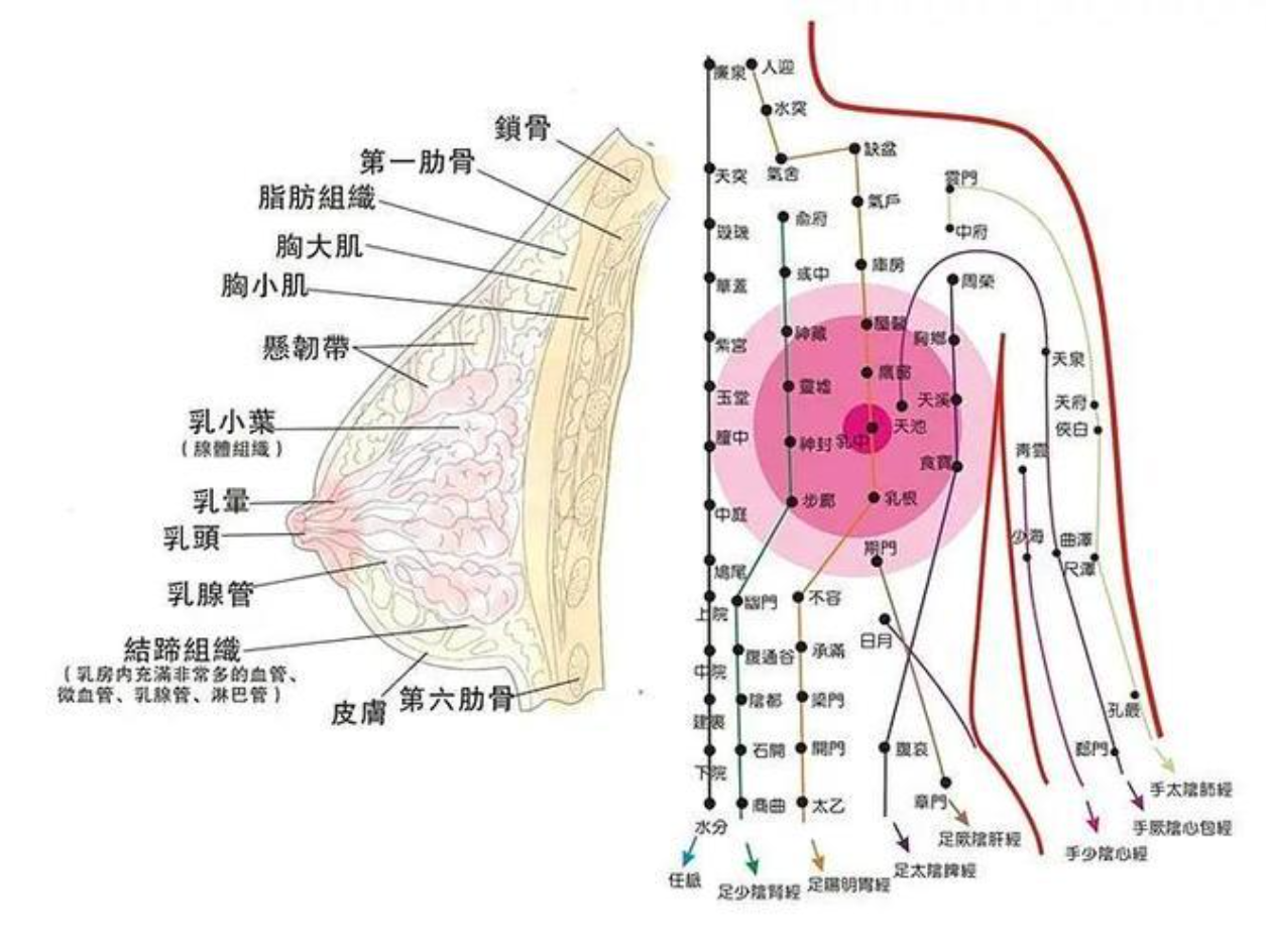 乳腺分布位置图片图片