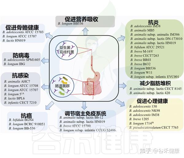 肠道核心菌属——双歧杆菌,你最好拥有它 - 知乎