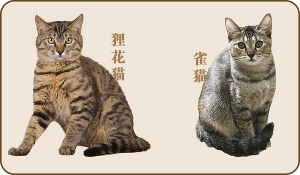 狸花猫科普|国产的灭鼠大队队长 - 知乎