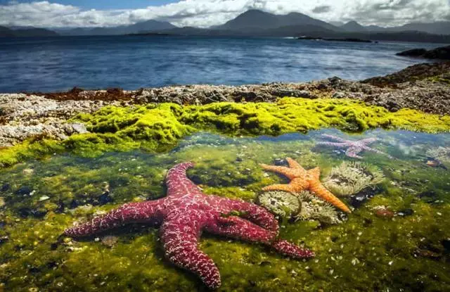 意識目前海底最嚴重的汙染之一是塑料這些塑料可能會導致海生物的後代